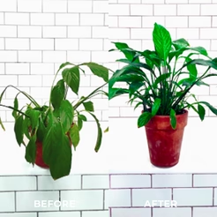 JUXEK™ Universal Organic Fertilizer – Last Chance to Grow Lush Plants Fast!